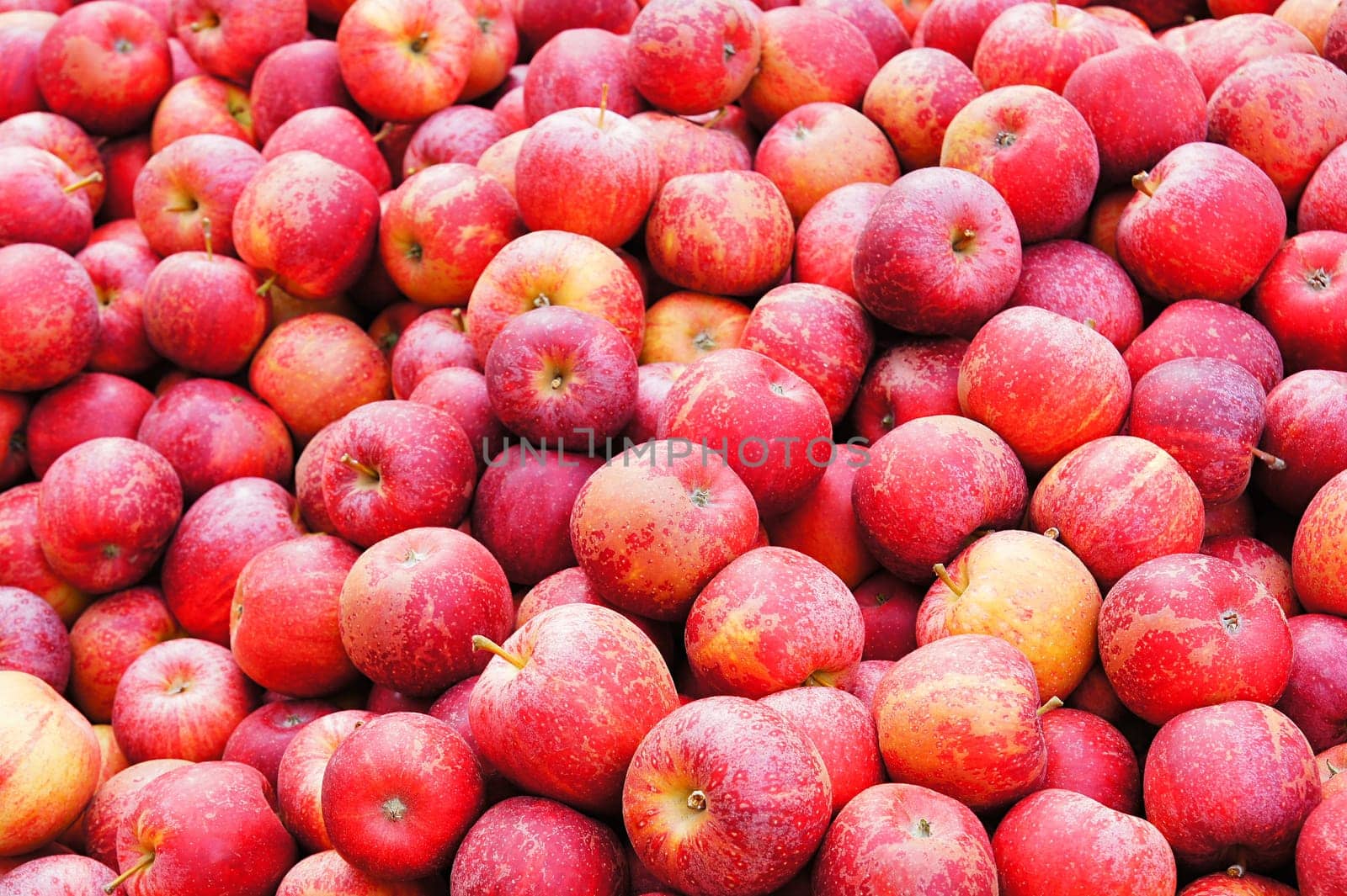 Apples without (New York)
