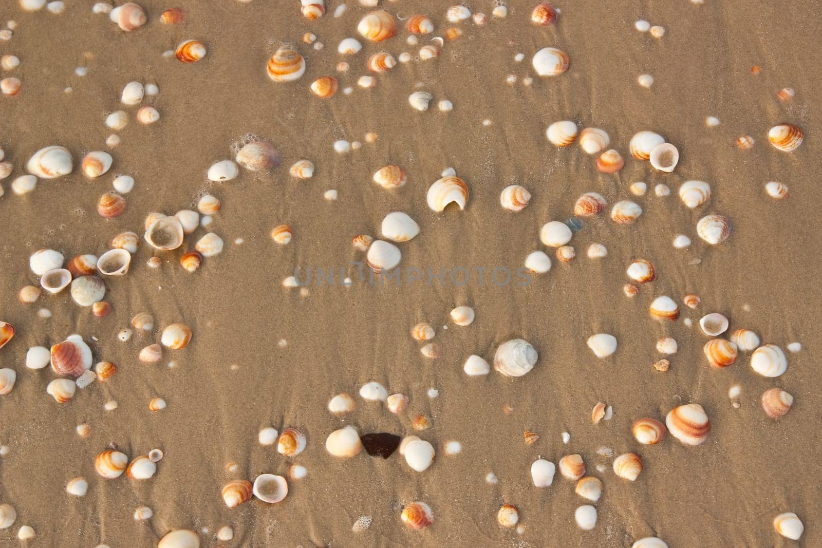 Shells background