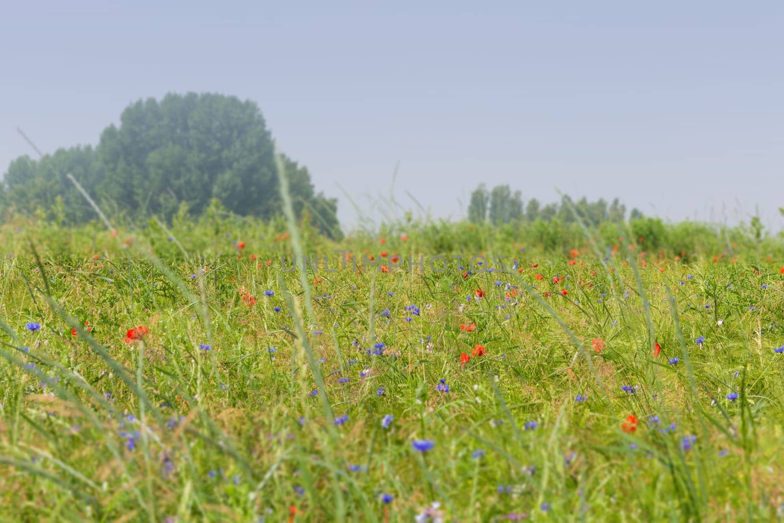 Flower meadow with poppies,cornflowers and vetches