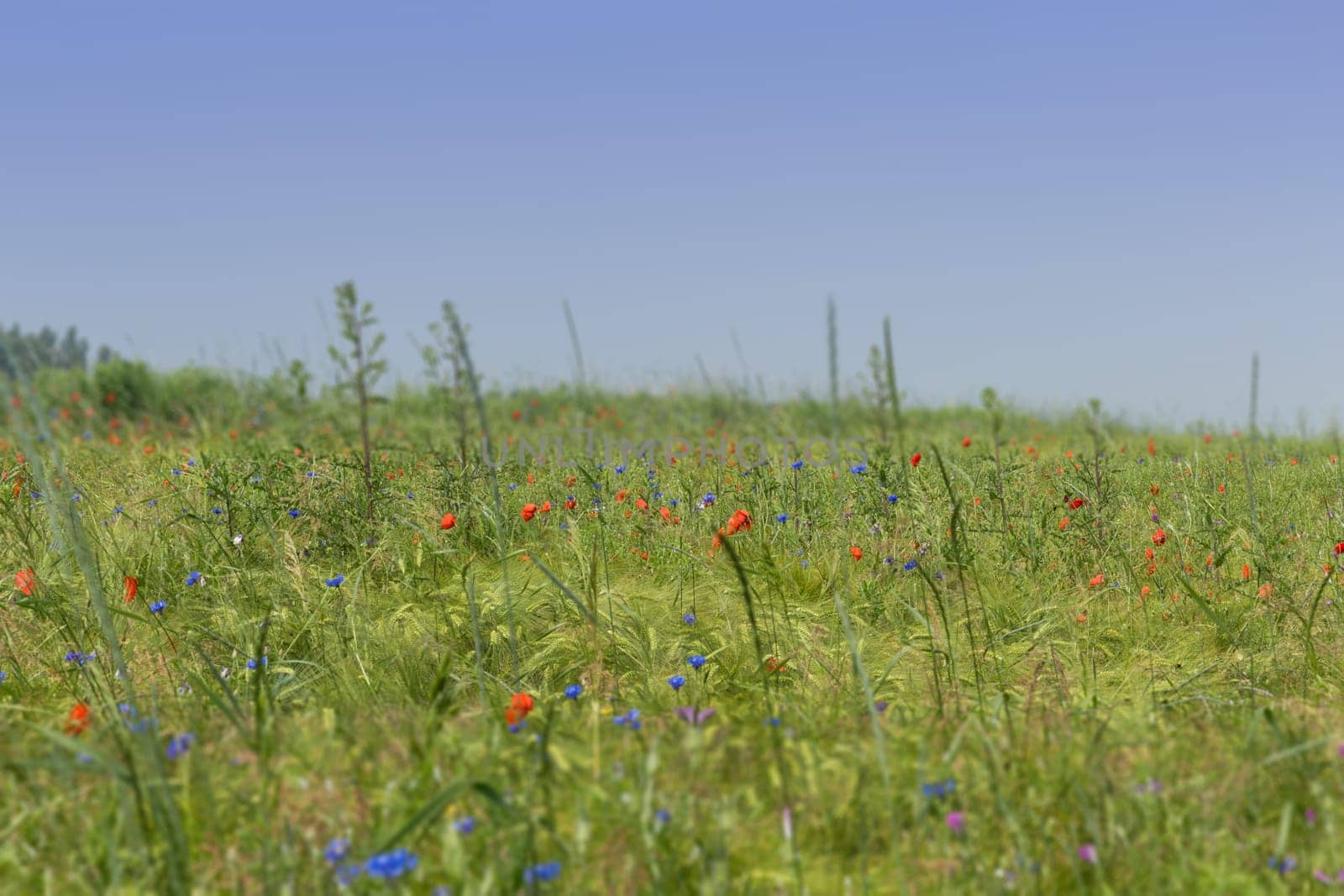 Flower meadow with poppies,cornflowers and vetches