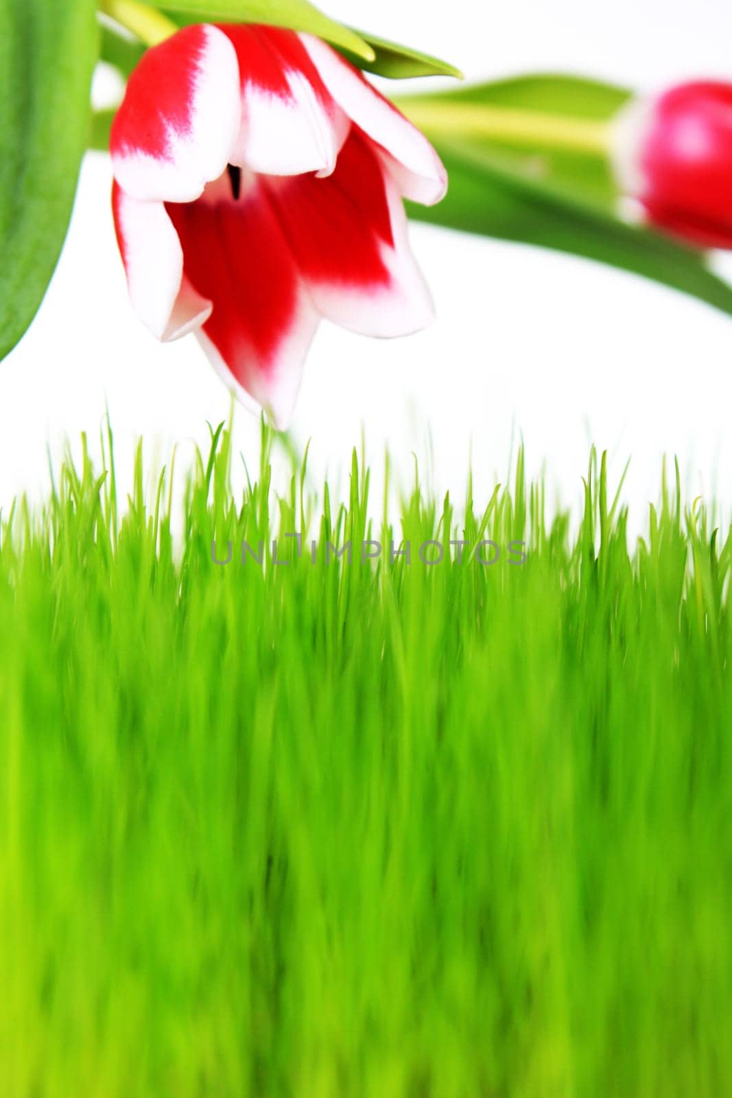 Tulips and meadow exposed with white background