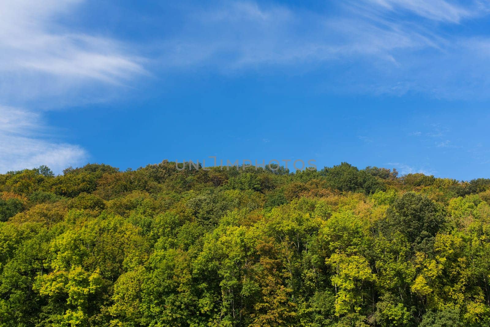 Forest in autumn,treetops with blue sky