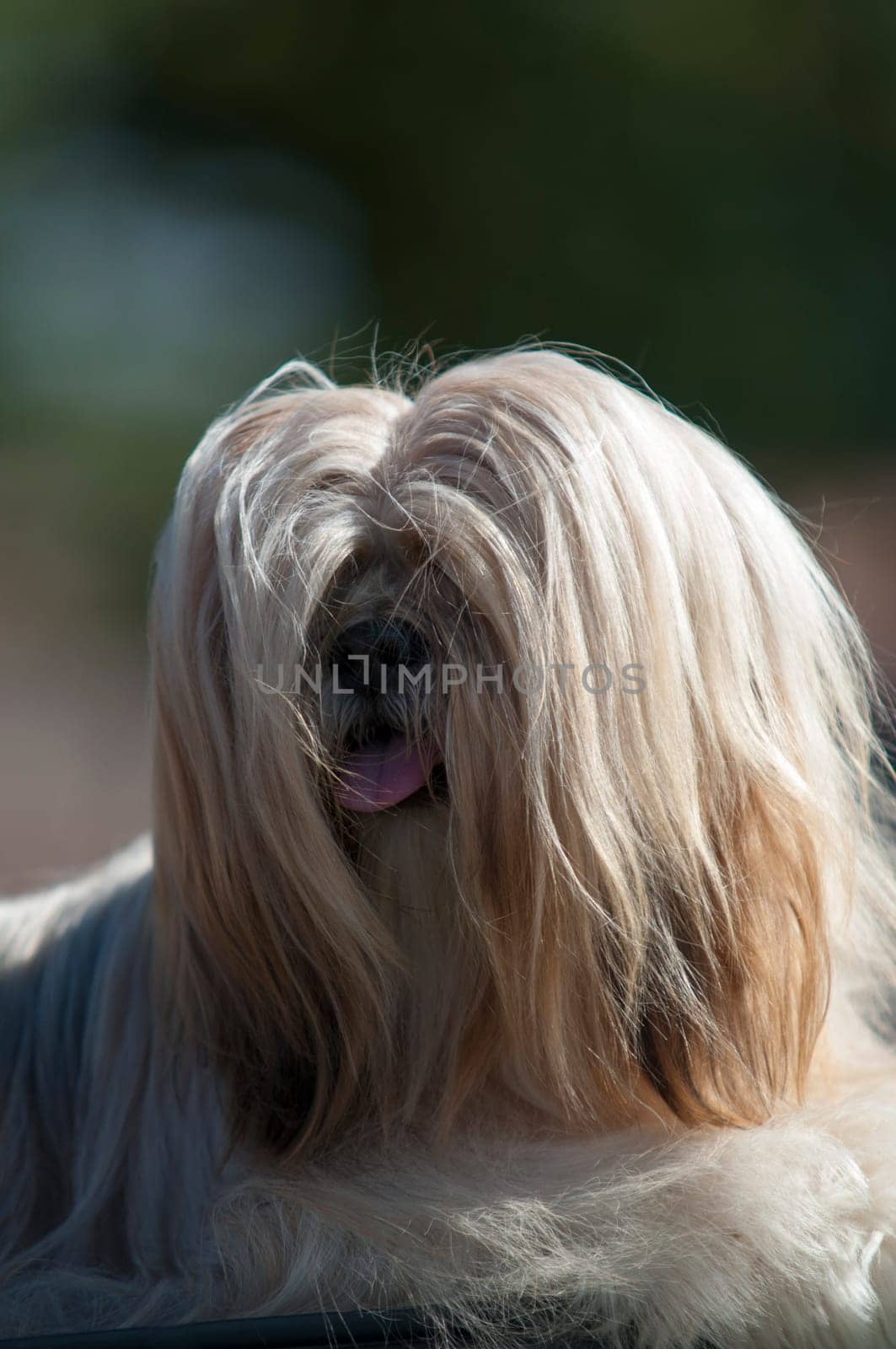 dog with long hair