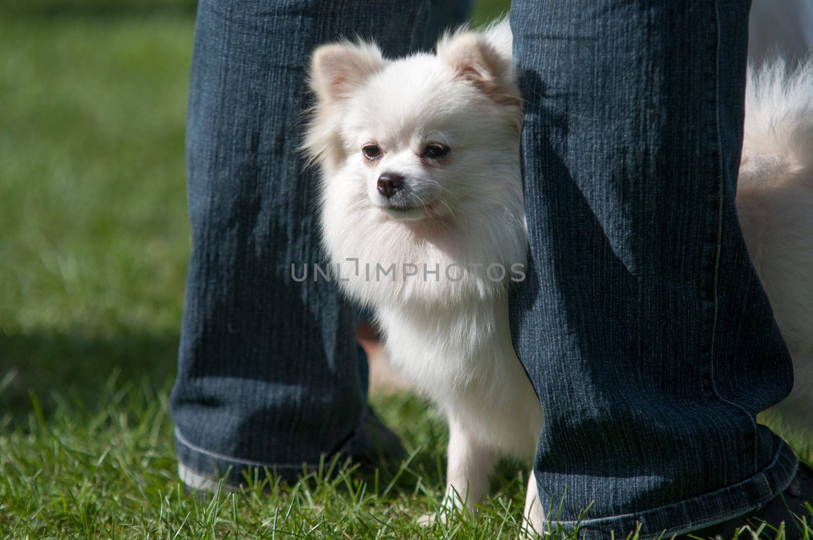 scared white chihuahua