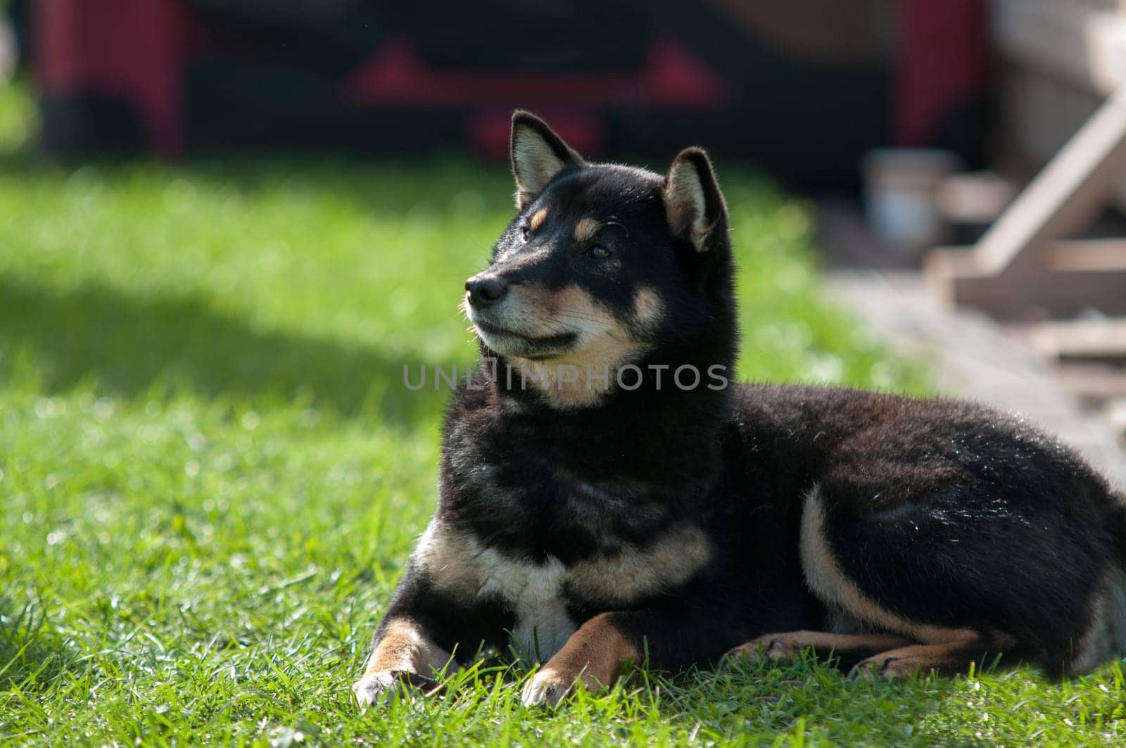 old black shiba inu