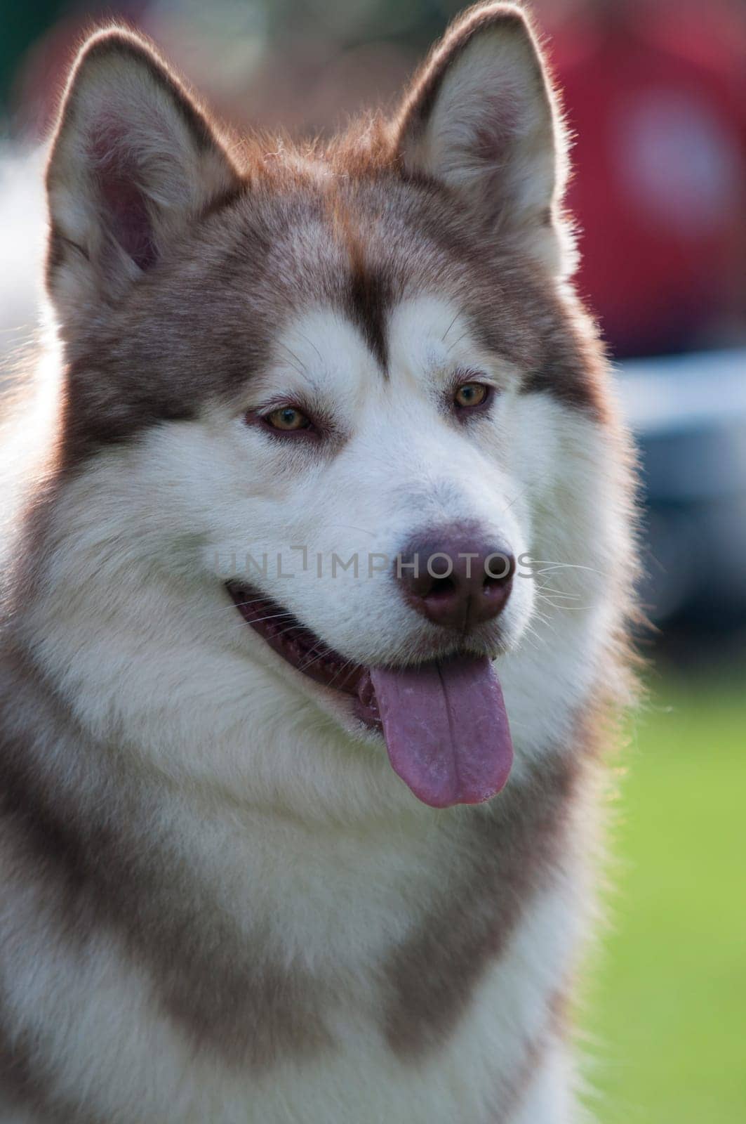 portrait of siberian husky