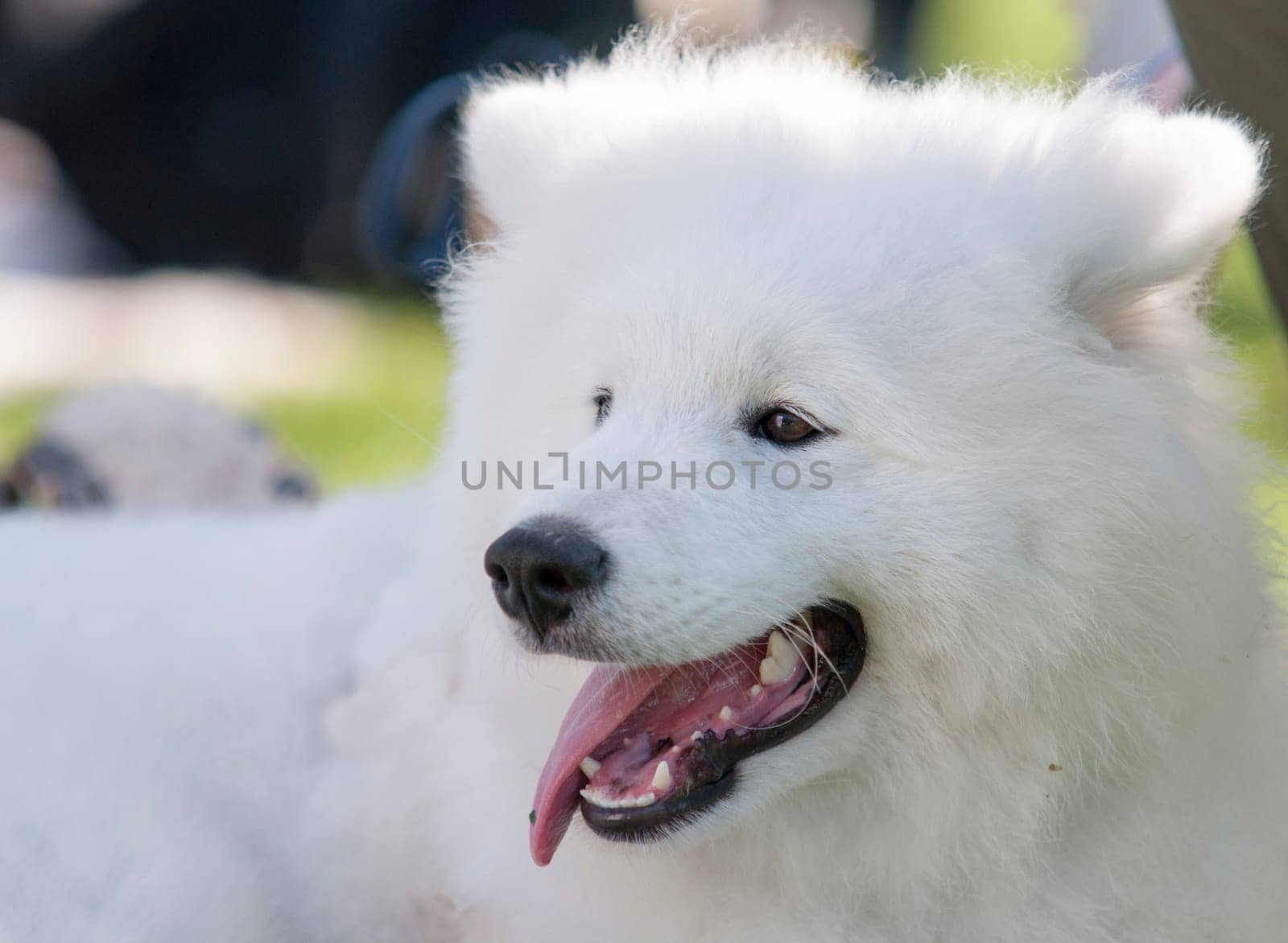 adorable samoyed puppy