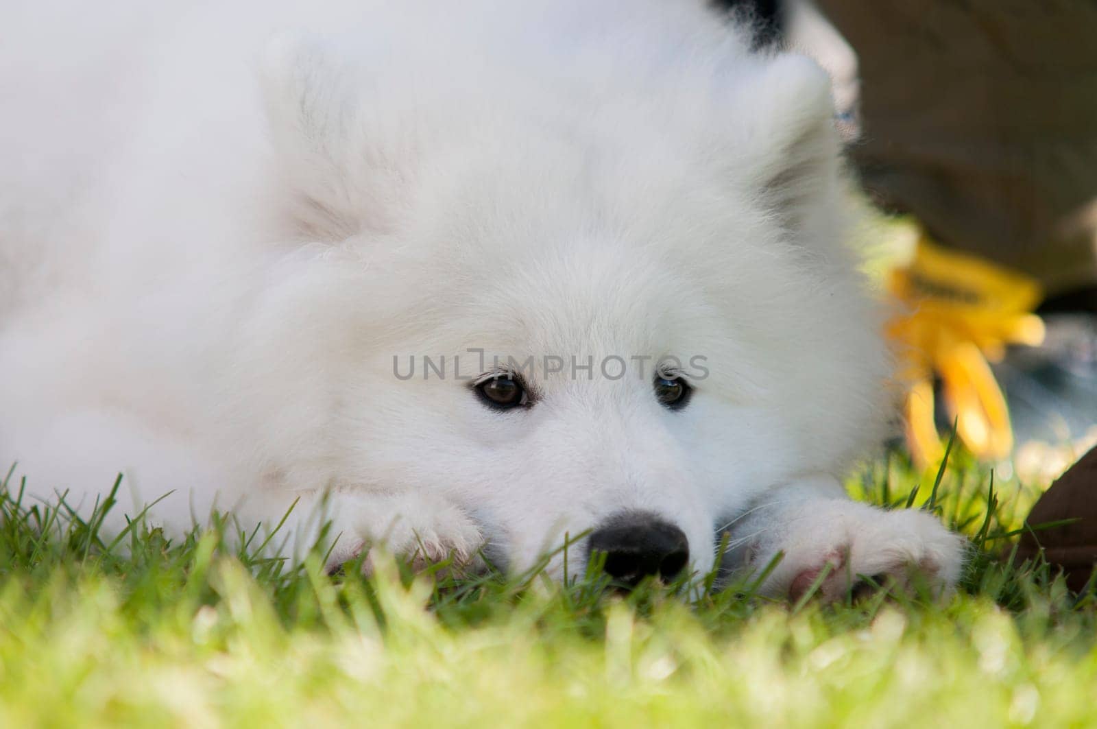 adorable samoyed puppy