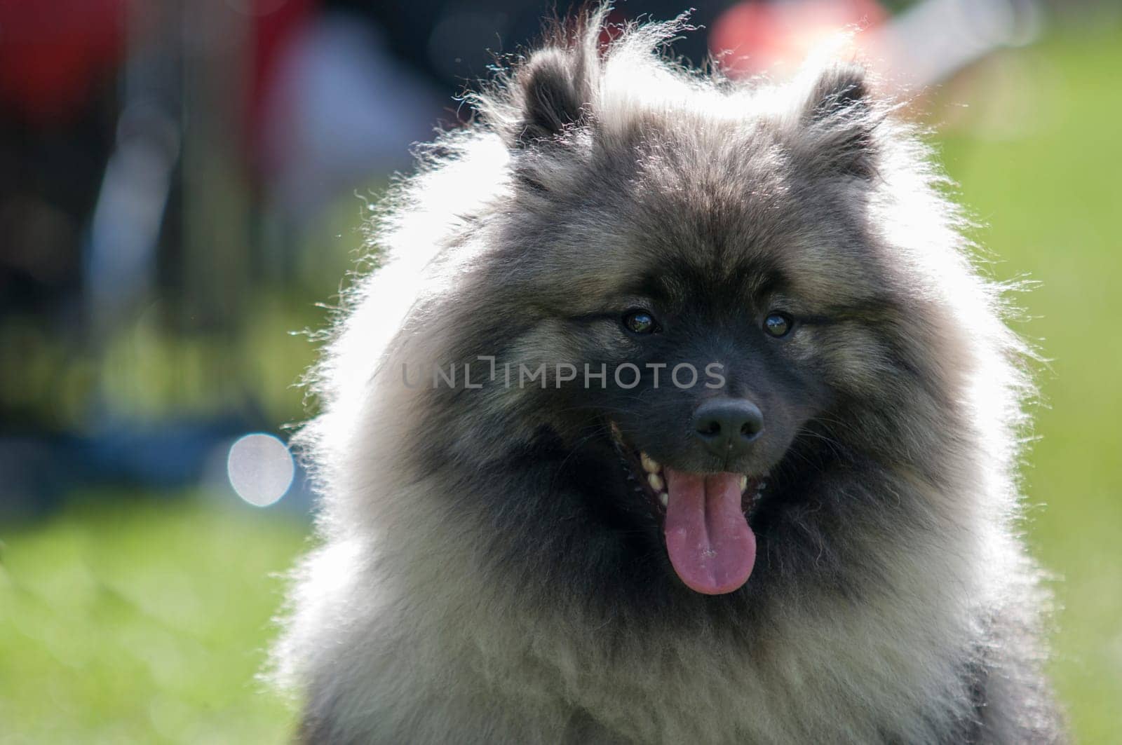keeshound,keeshond