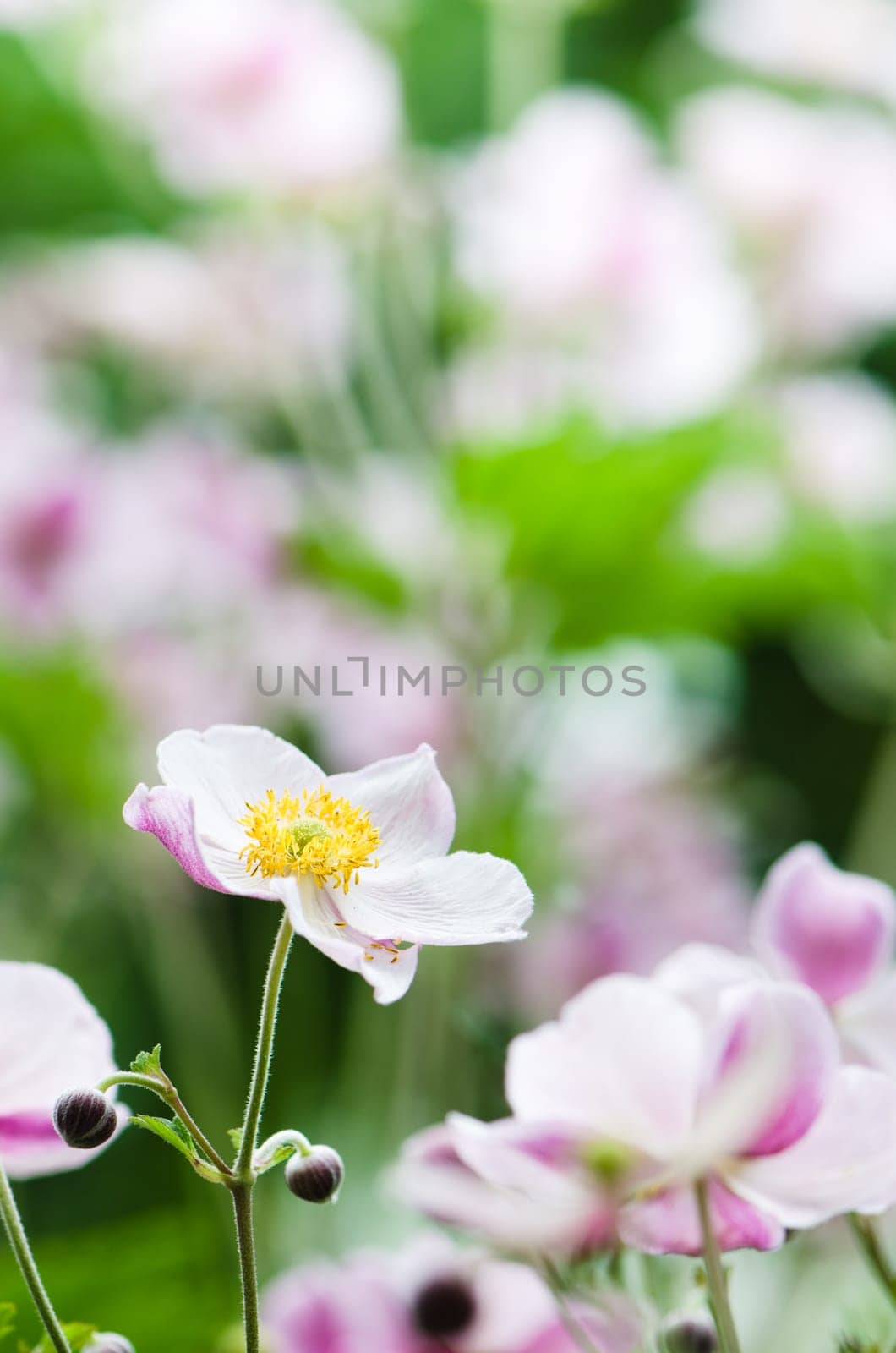 Japanese Anemone flowers in the garden, close up