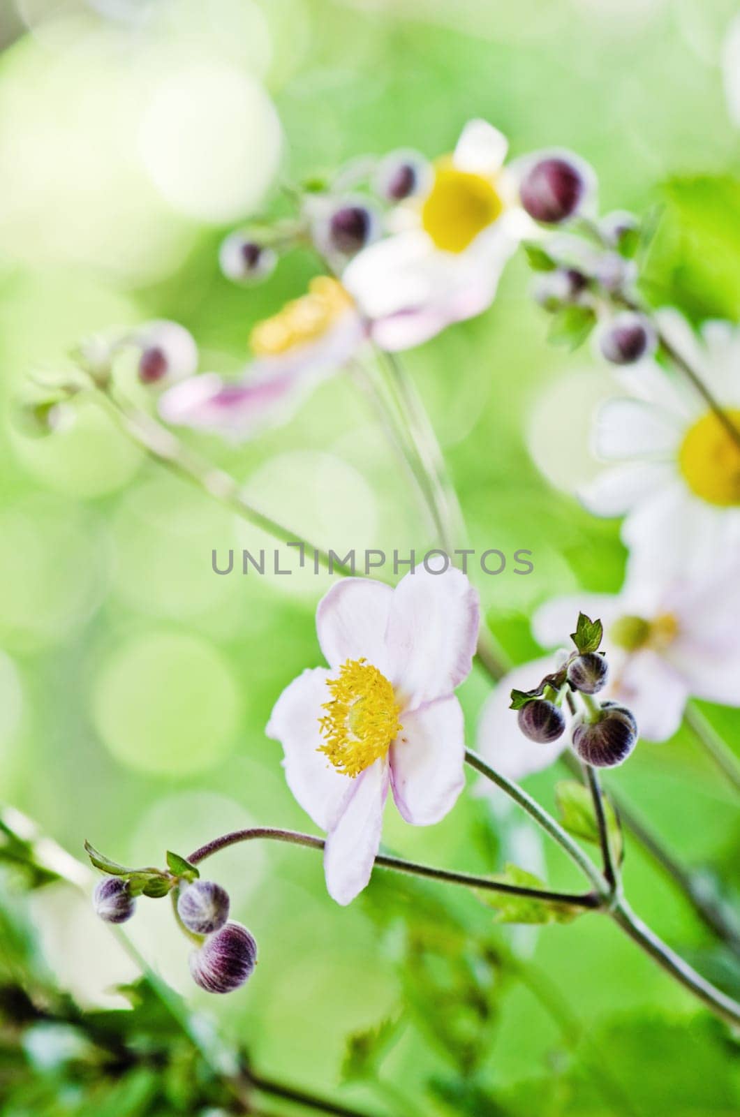 Japanese Anemone flowers in the garden, close up