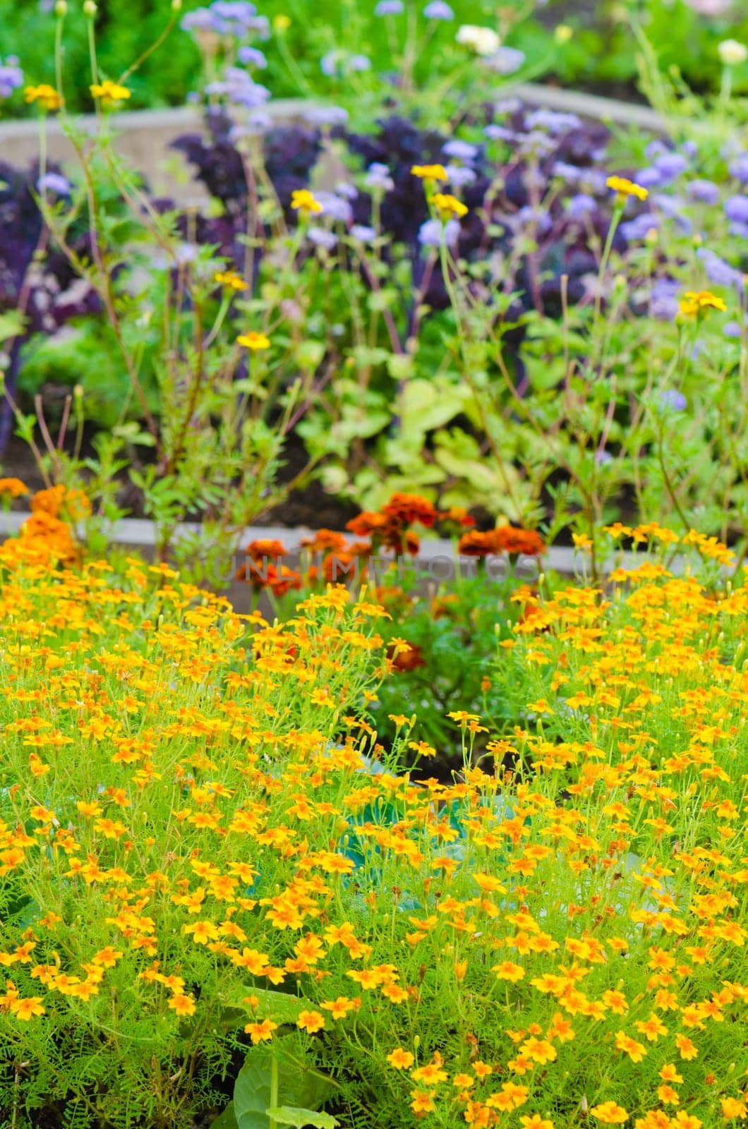 marigold flowers and other herbs, close-up