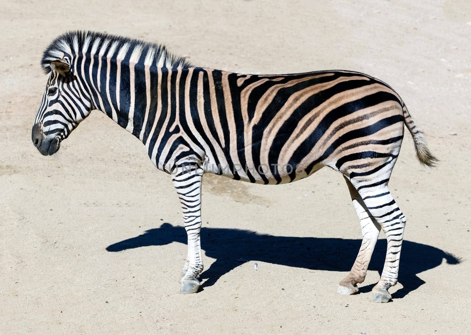 Side view portrait of a Burchells zebra's