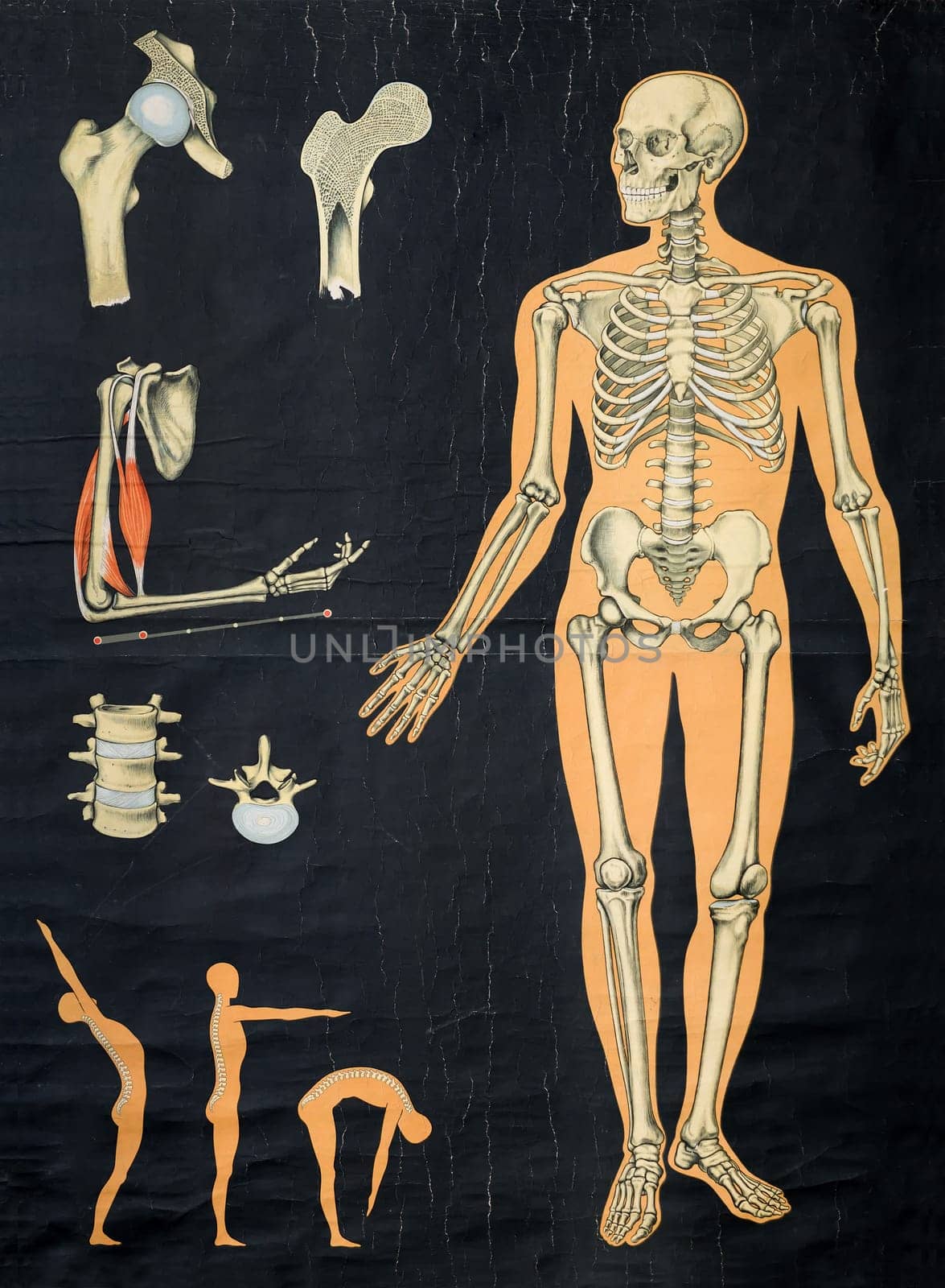 Vintage human anatomy chart showing the skeletal system in a standing figure as well as bone detail to the side