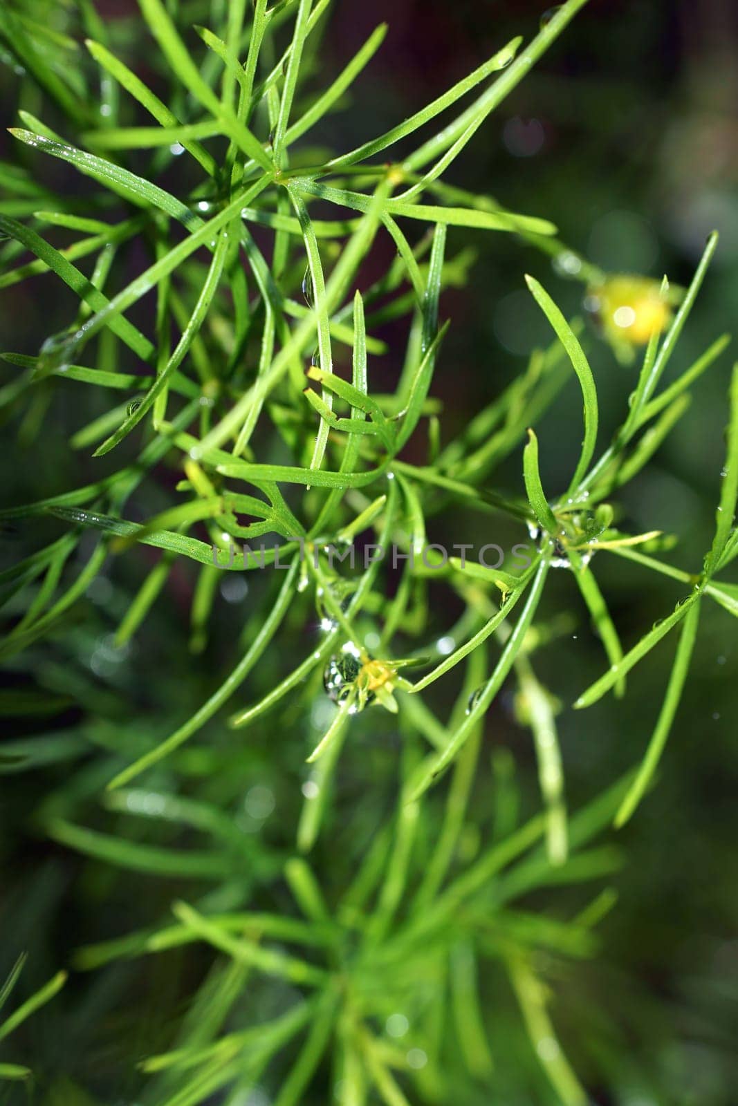 The close-up of conifer needles with water droplets.