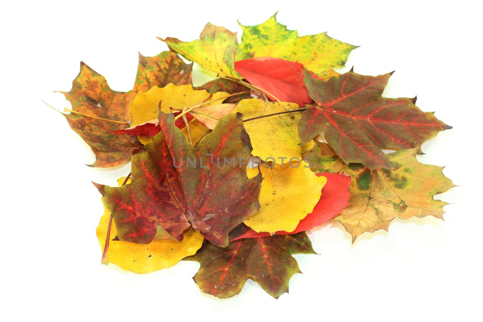 various colourful autumn leaves against a white background