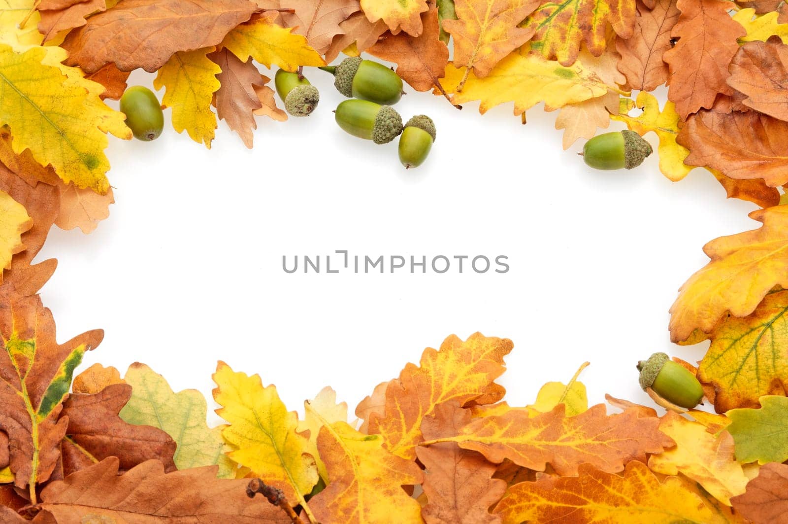 A border of gold, orange, brown and green oak leaves and acorns against a white background