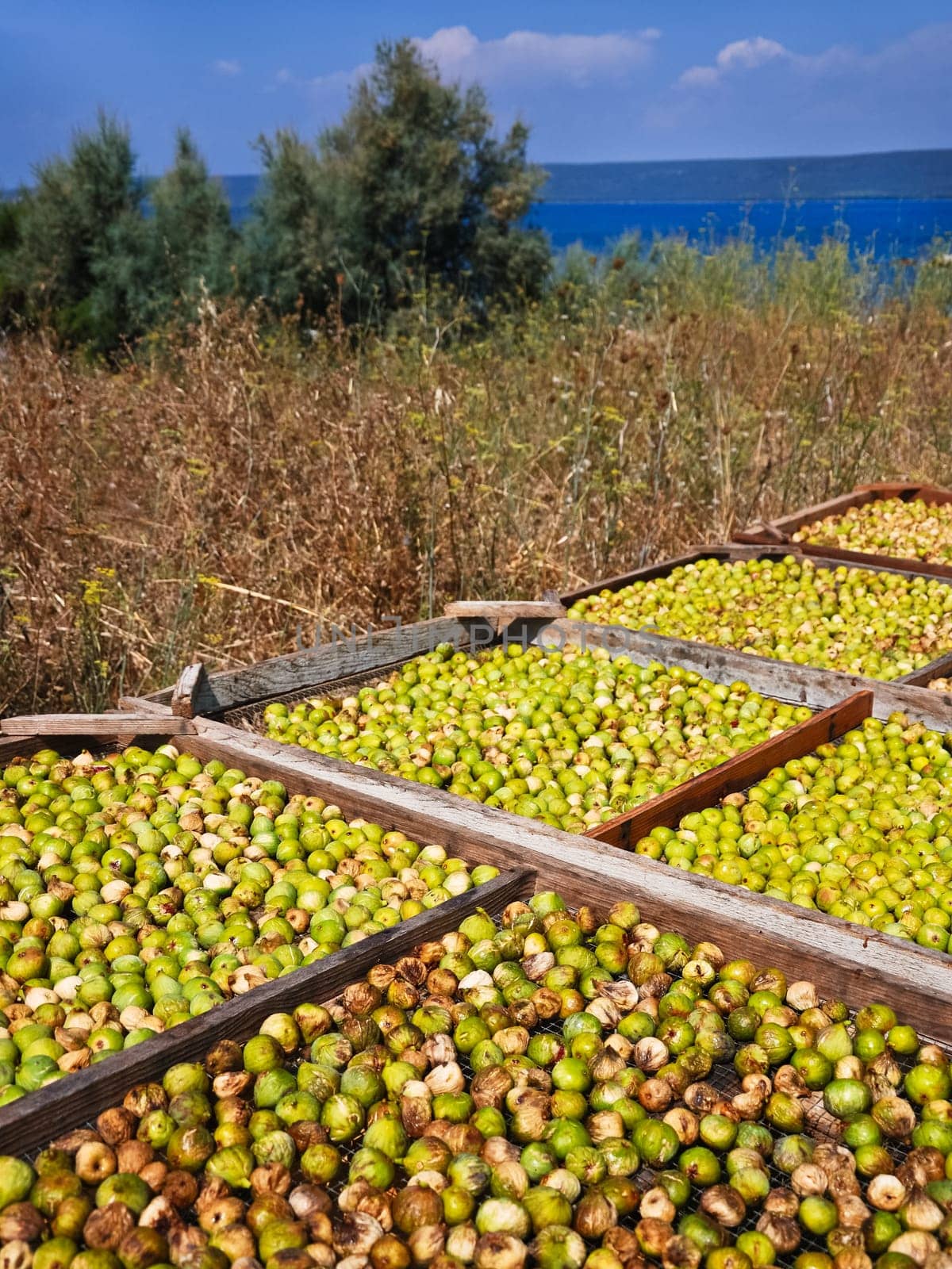Ripe fig is dried