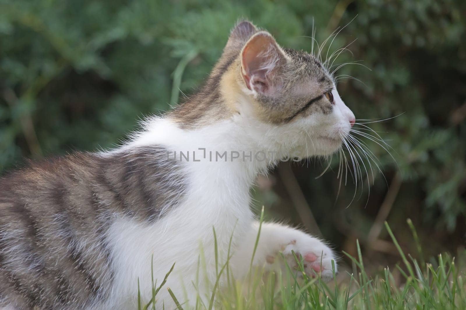 White and gray kitten in the garden. Side view.