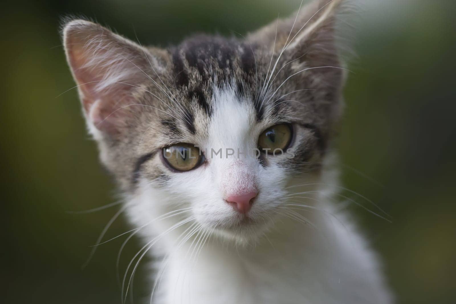 Close-up view of white and grey kitten.