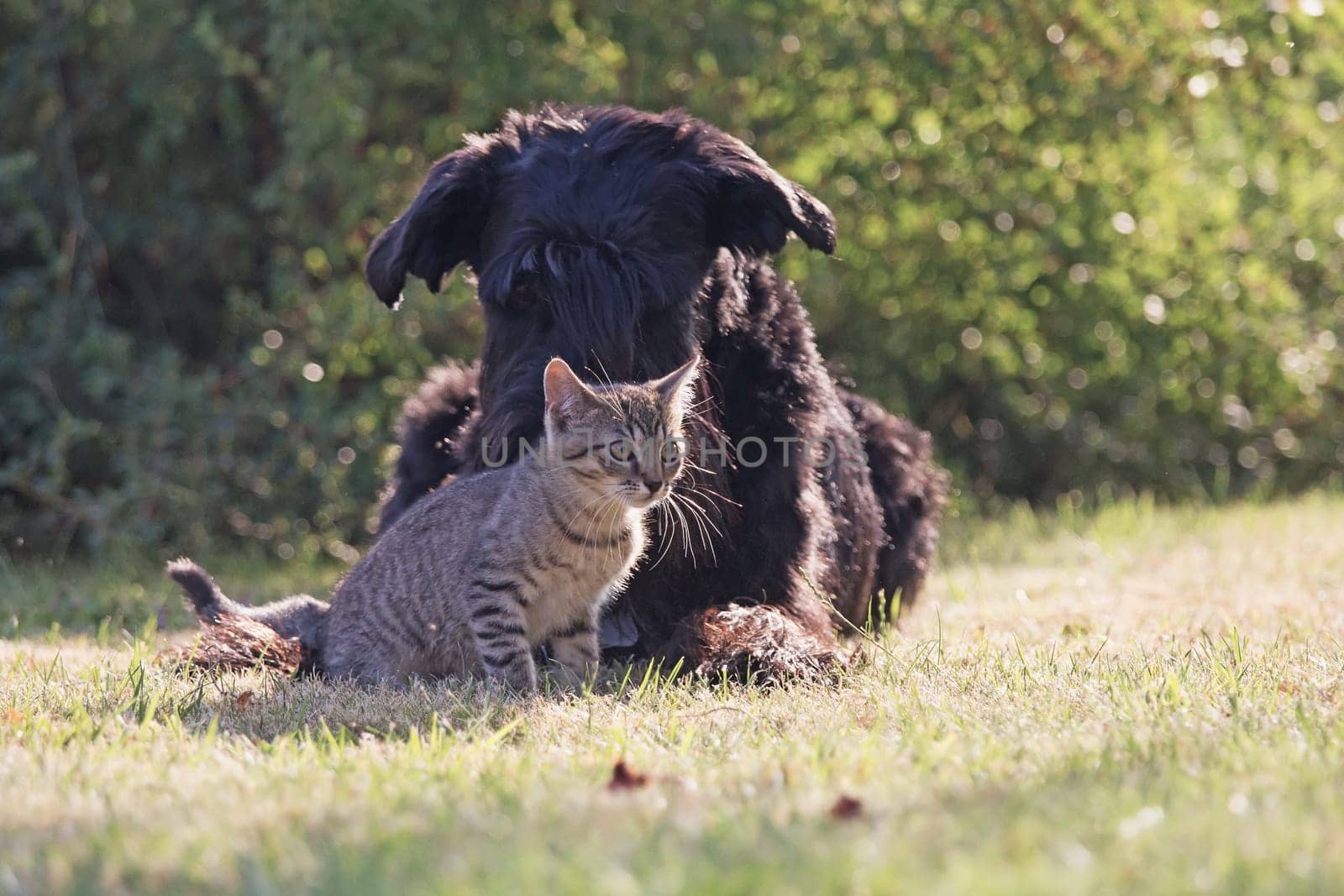 Big black schnauzer dog and grey kitten are relaxing in the garden together.
