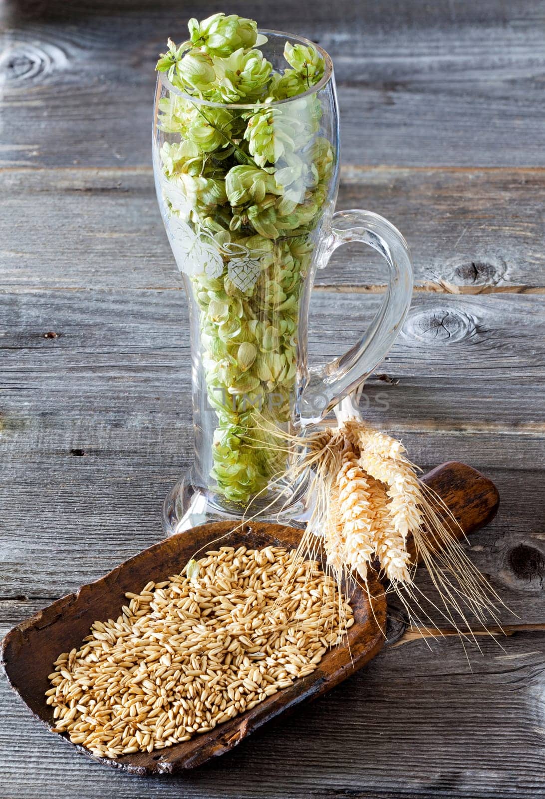 Beer glass filled with hop cones,grain on a wooden shovel and ears of grain on an old rustic wooden table