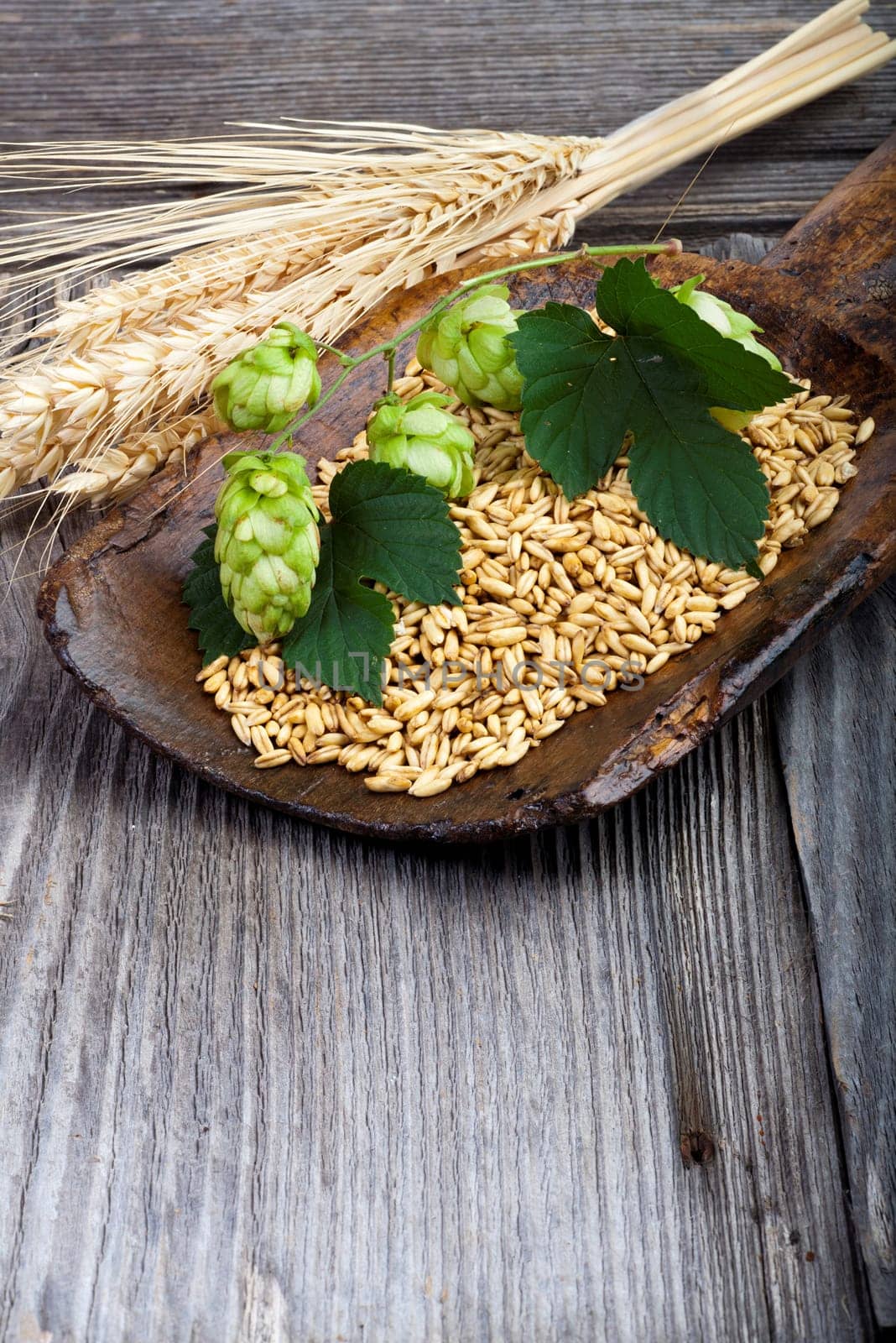 Hops and grain on a wooden shovel and ears of grain on an old rustic wooden table and text space in the lower part of the picture