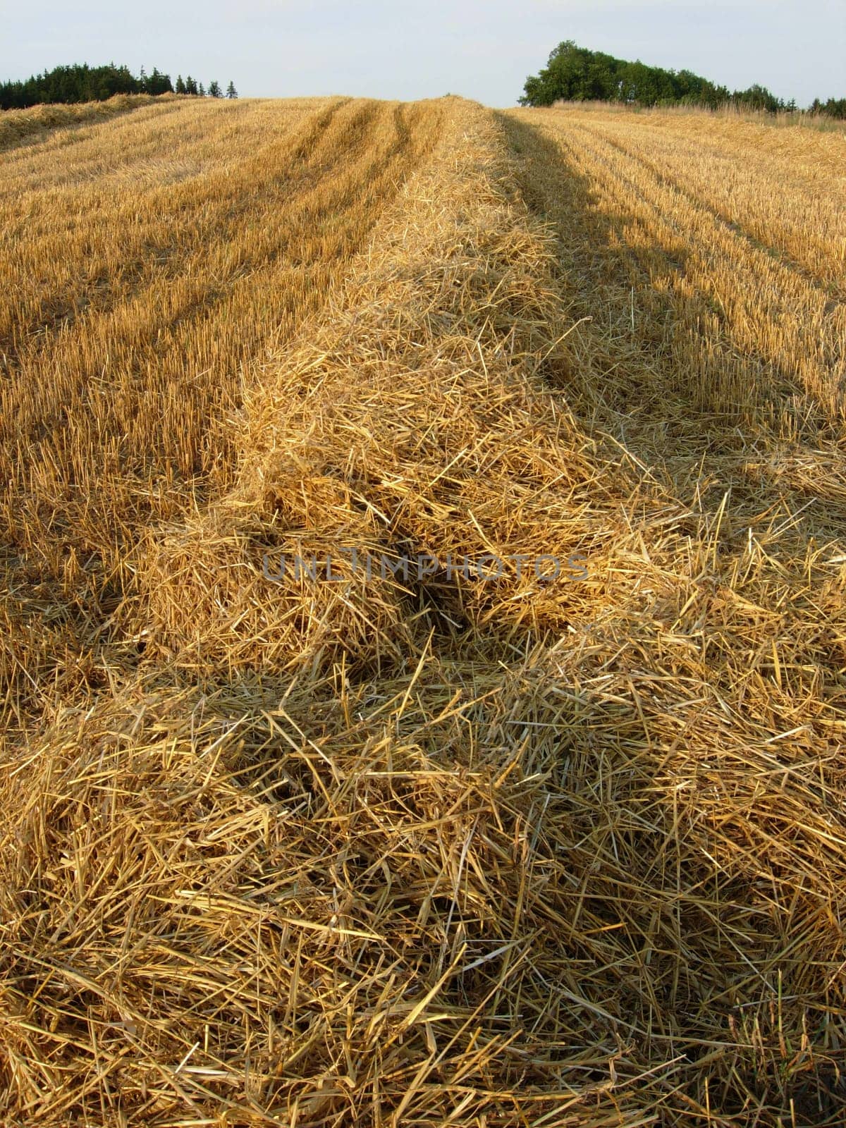 Stubble field with straw