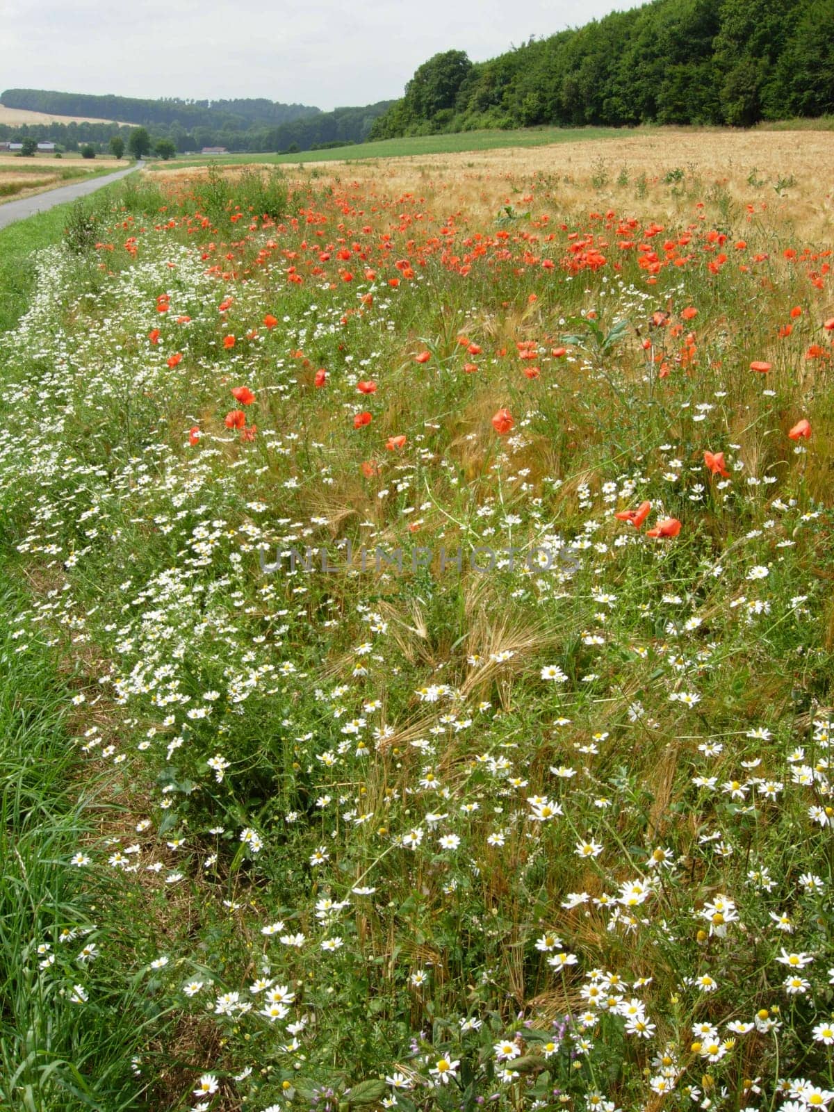 Grain field with poppy seeds and daisies