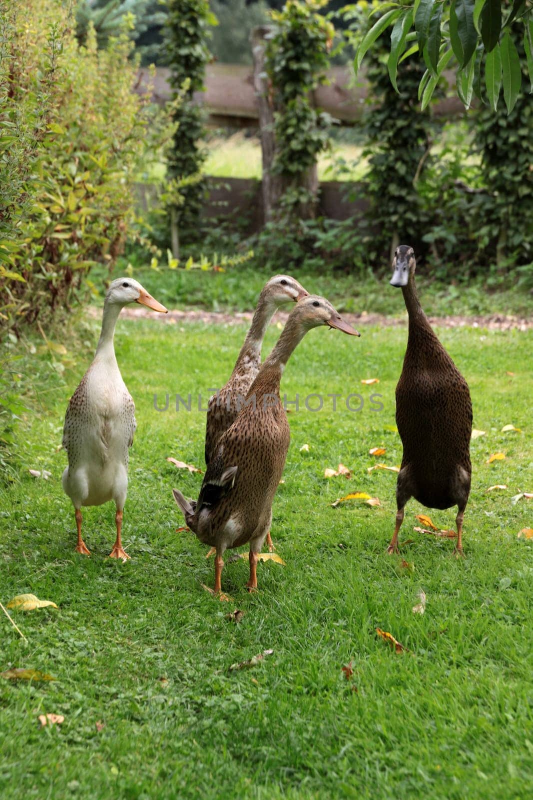 Running ducks