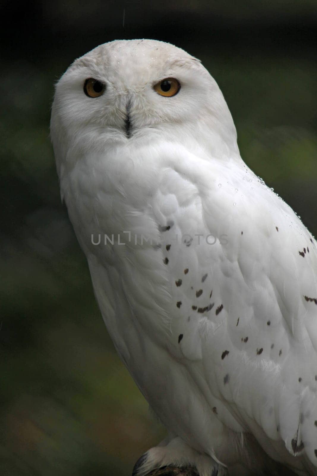 Snowy owl