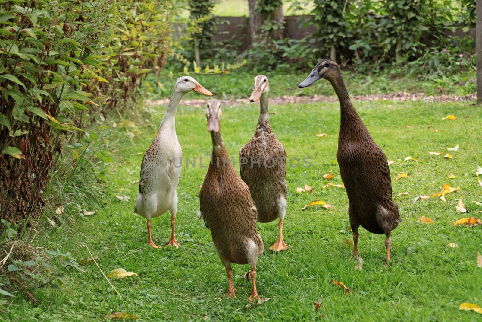 Running ducks