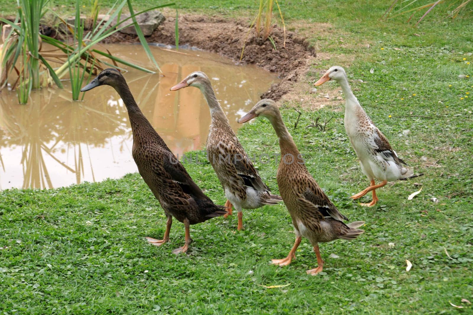 Running ducks
