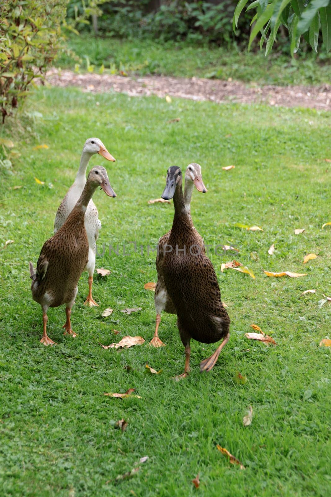 Running ducks