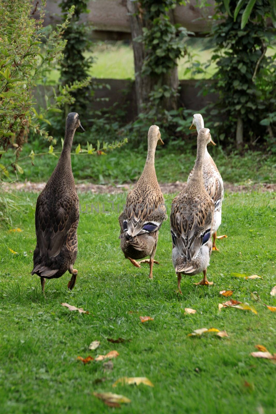 Running ducks