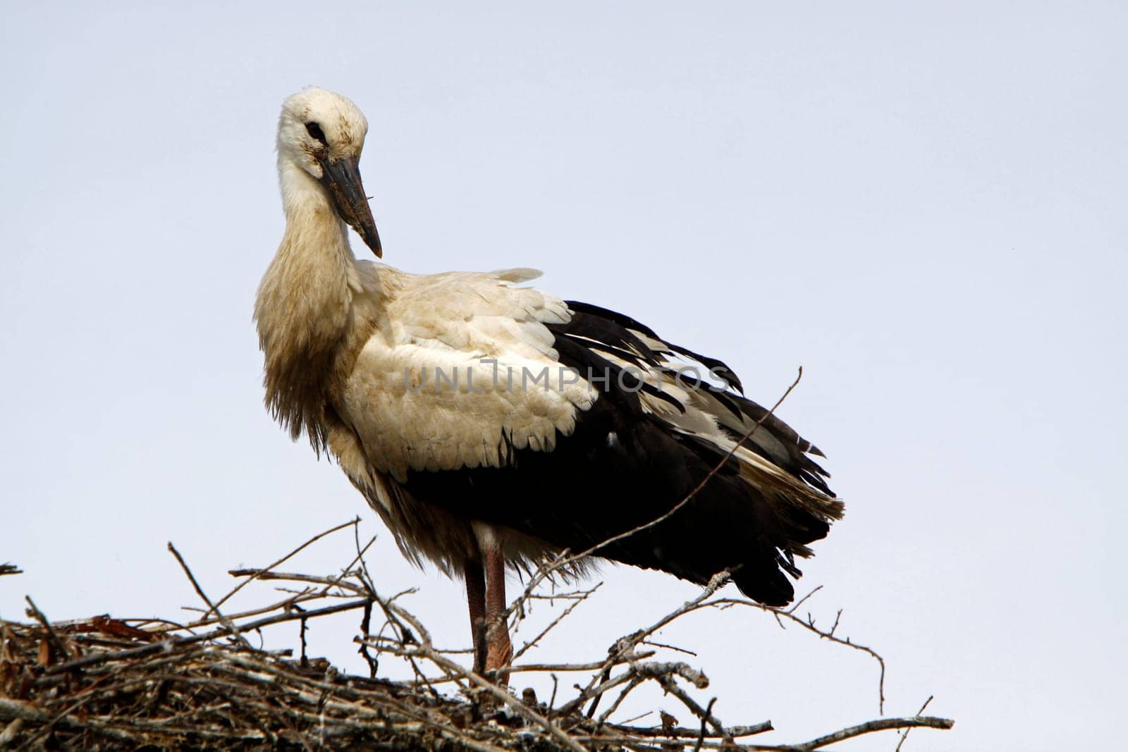 Stork in the nest