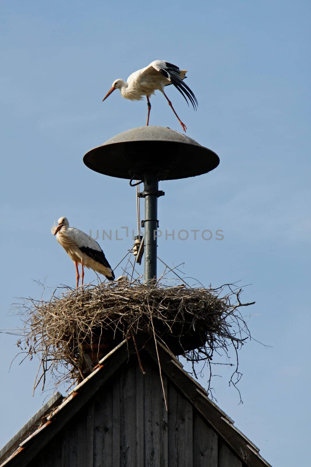 Stork's nest at the fire station in Elbrinxen (Lipperland)