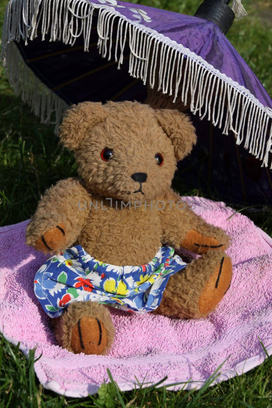 Teddy bear sunbathing