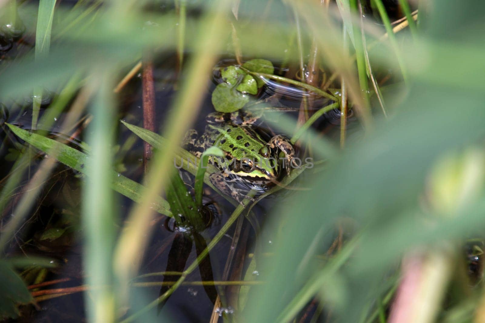 Water frog