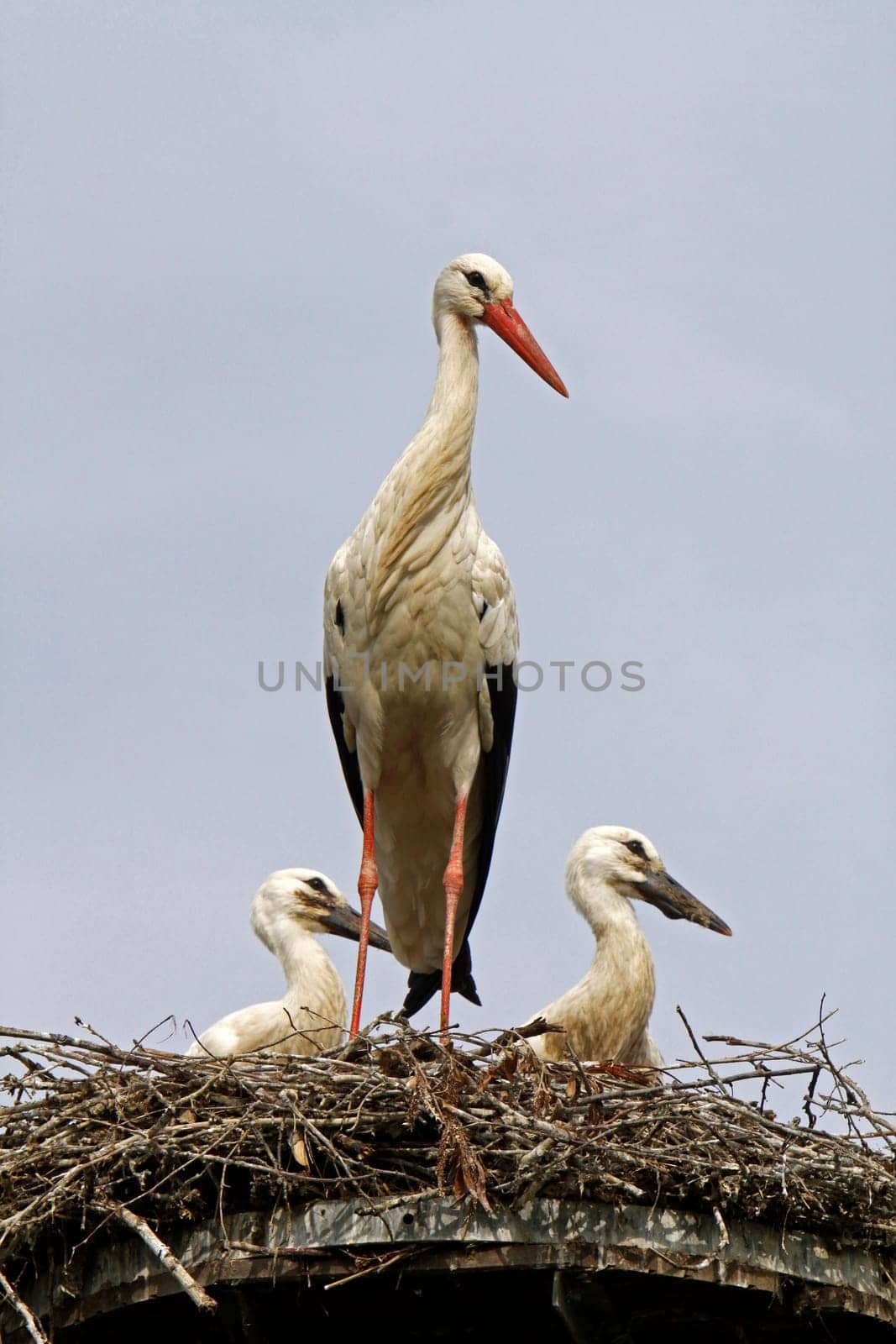Stork's Nest