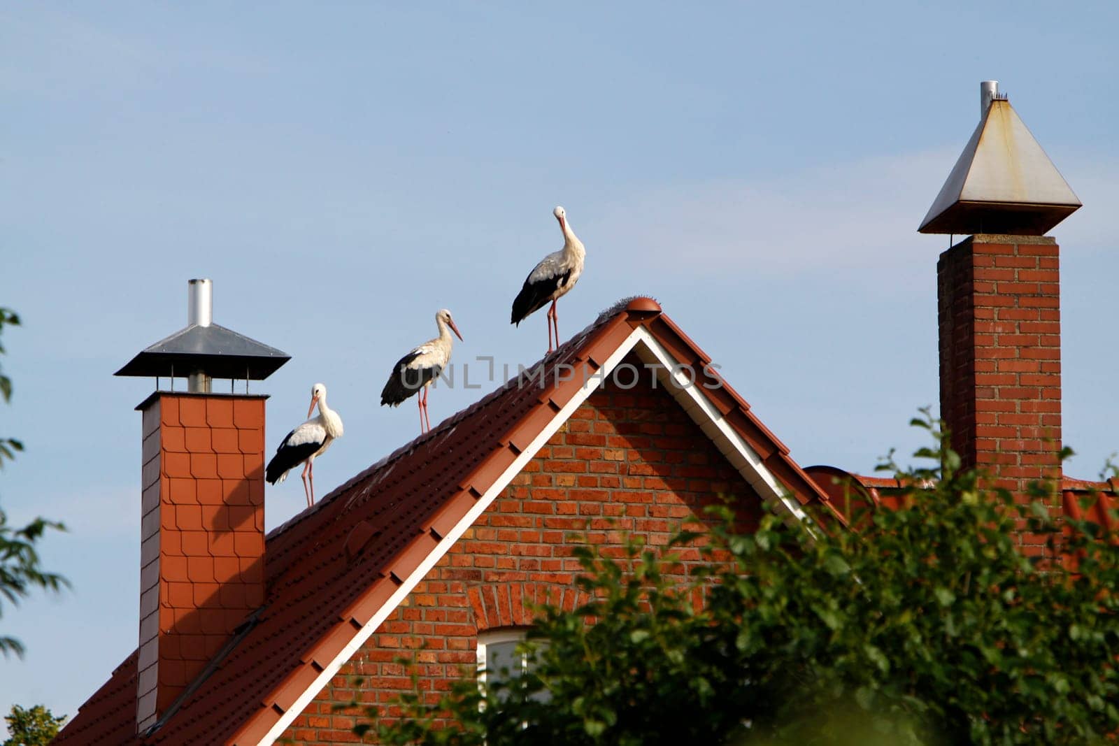 Three storks on one roof