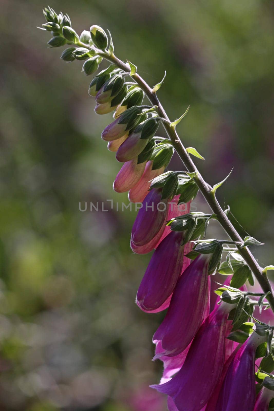 Red foxglove