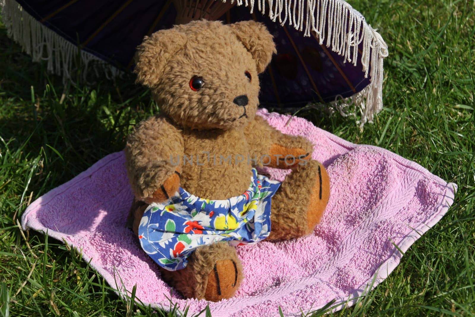 Teddy bear sunbathing