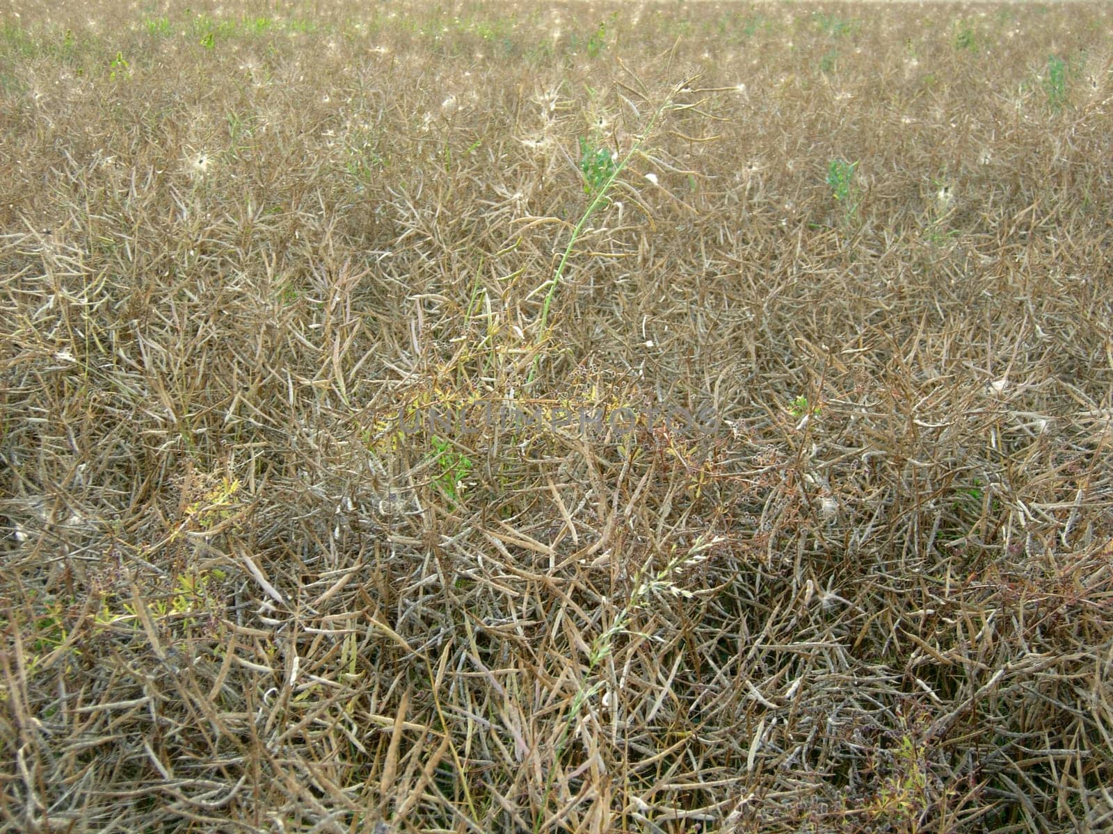 Ripe rapeseed with cobwebs
