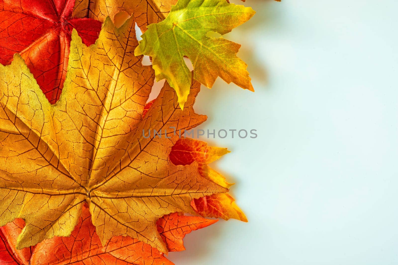 Leaves fall