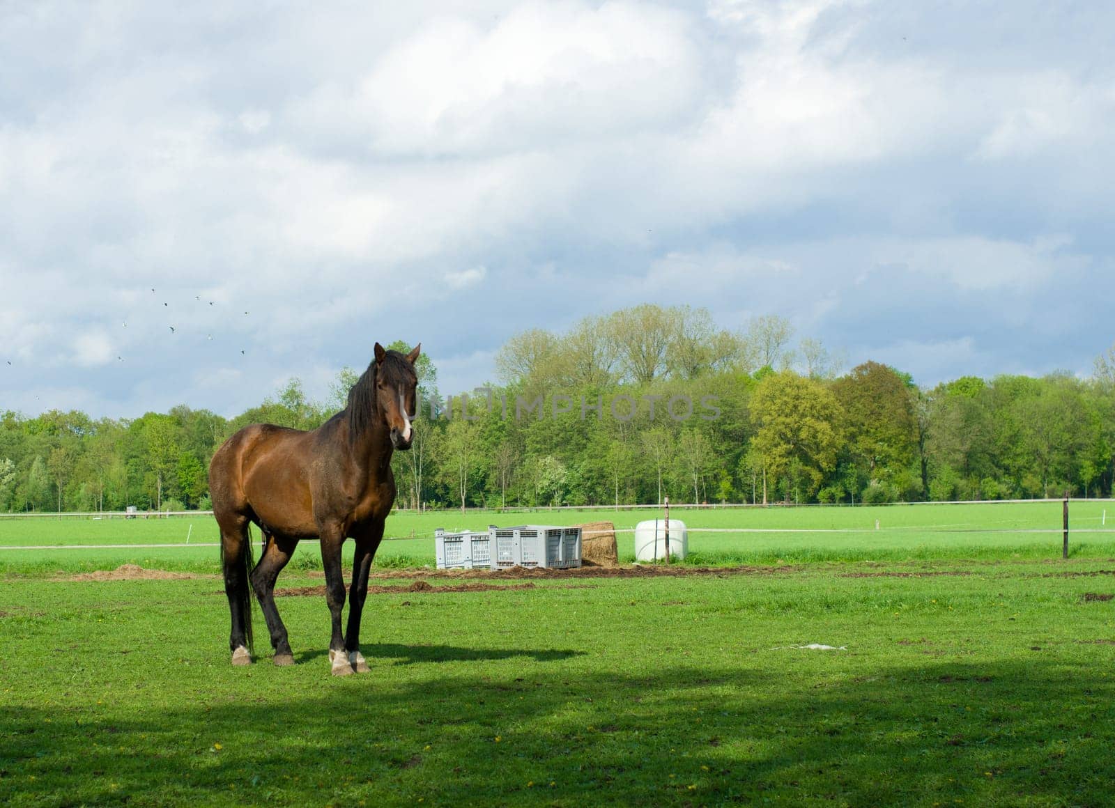 large brown horse in a dutch meadow