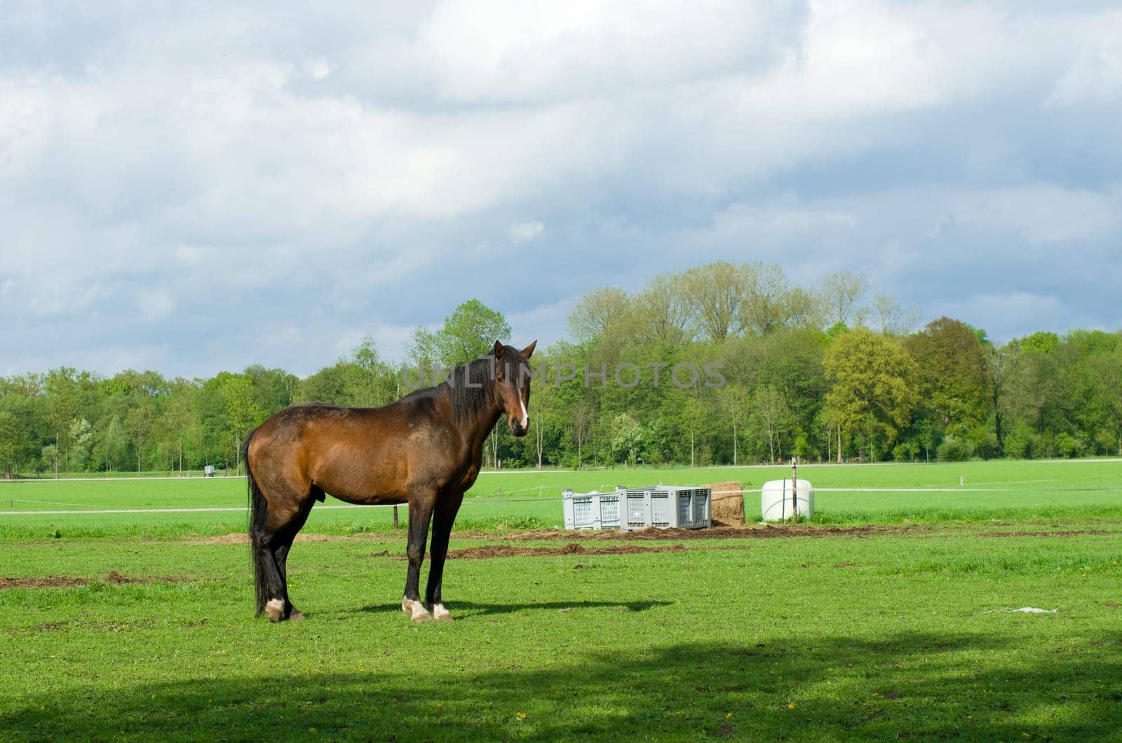 large brown horse in a dutch meadow