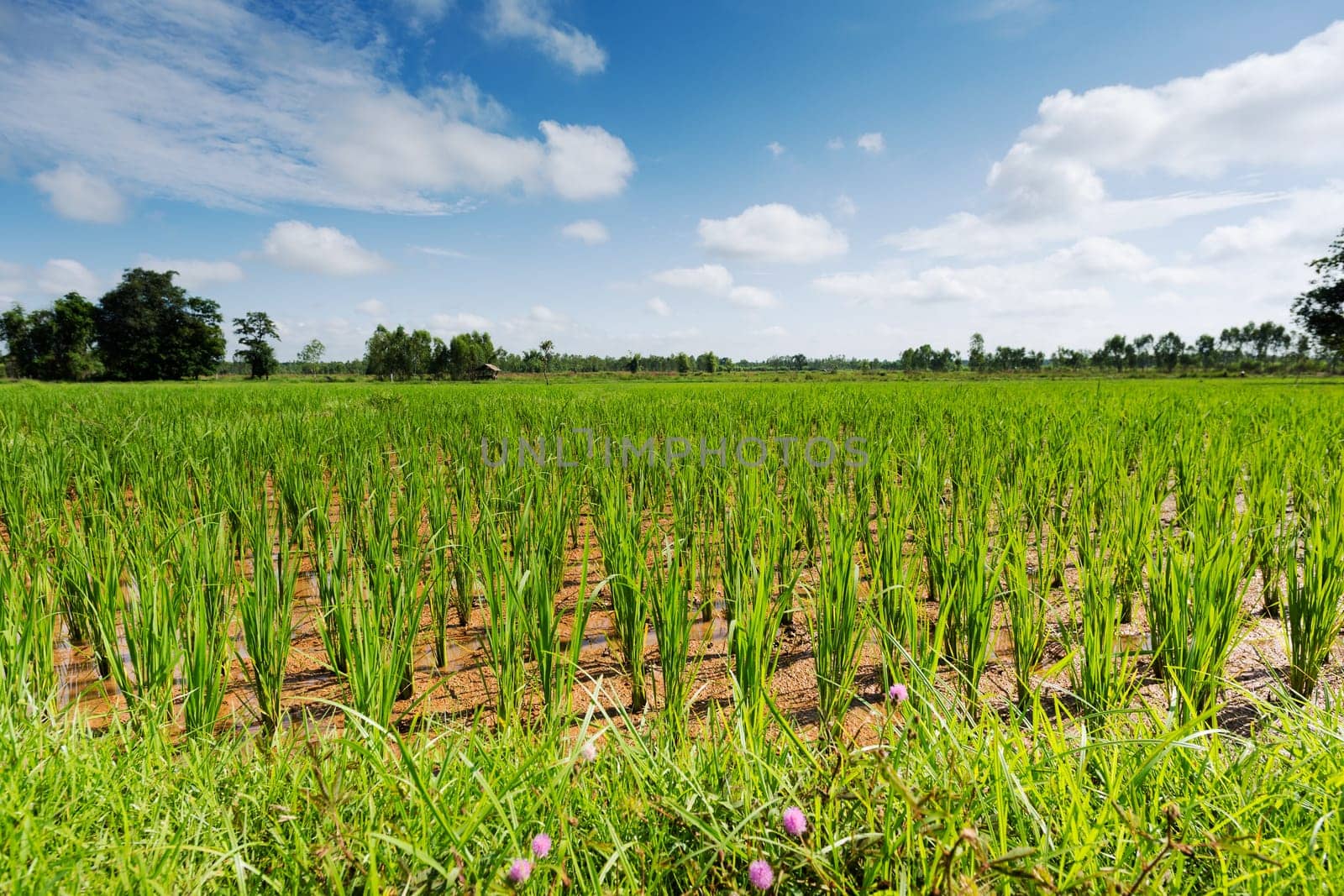 Rice field,Asian landscape with agricultural cultivation of rice