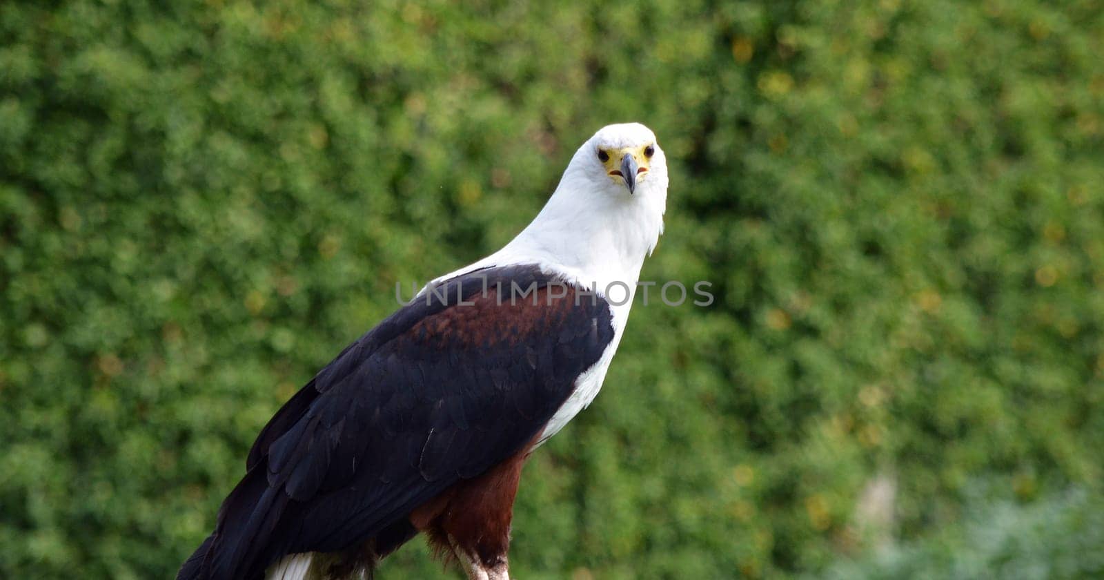 Bald eagle