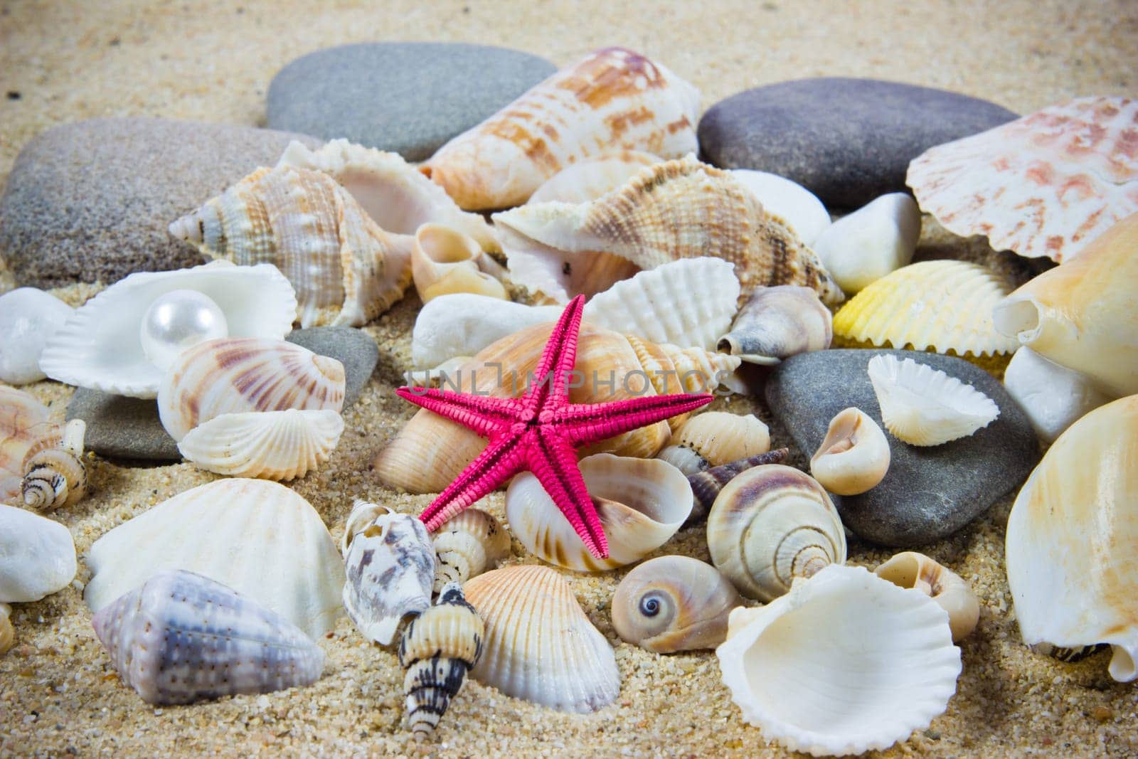 The exotic sea shell . treasure from the sea.